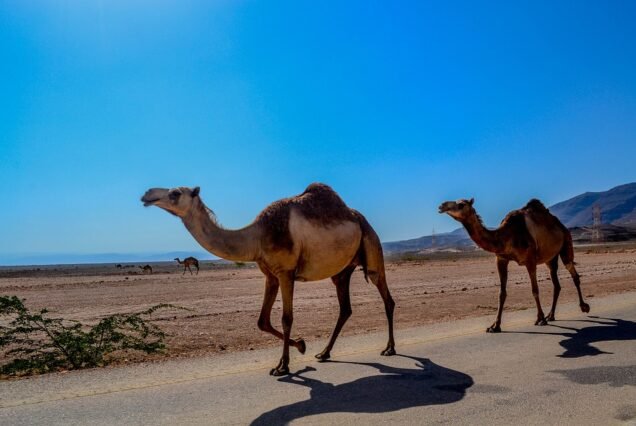Glimpse of Oman - 4 Nights/5 Days Tour Program
