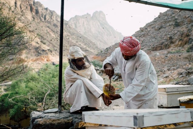 Exploring Omani Beekeeping