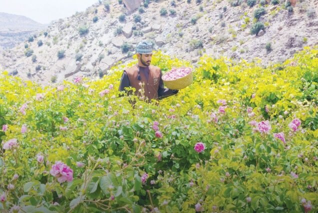 Jabal Akhdar Rose Season